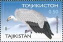 Himalayan Vulture (Gyps himalayensis)